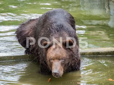 Brown Bear In Water