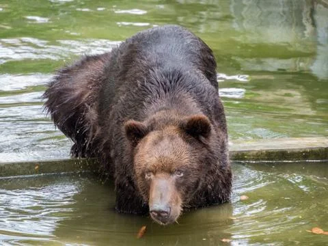 Brown bear in water 写真素材