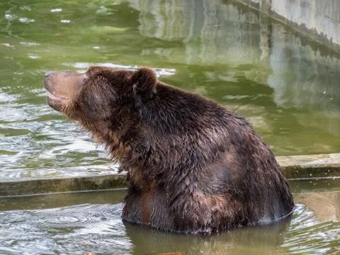 Brown bear in water 写真素材