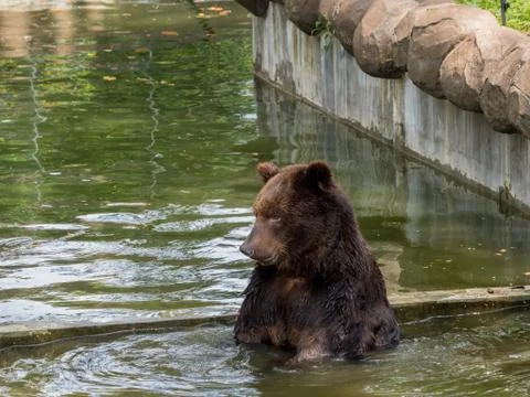 Brown bear in water 写真素材