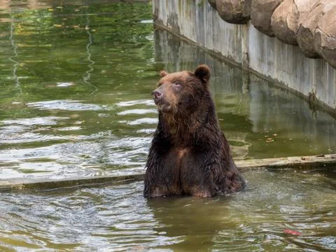 Brown bear in water 写真素材