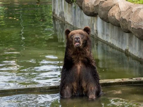 Brown bear in water 写真素材