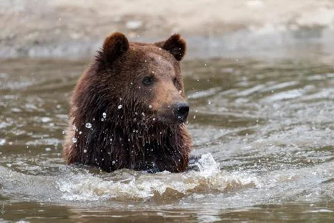 Brown bear in a water 스톡 사진