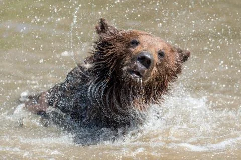 Brown bear in a water Stock Photos