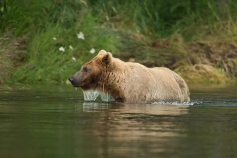 Brown bear in water 스톡 사진