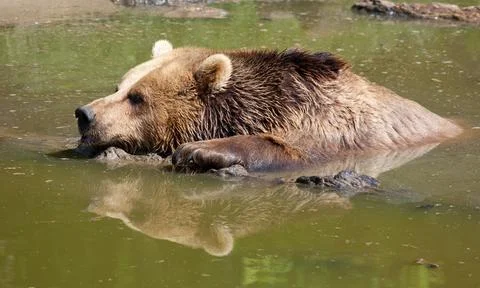 Brown Bear in Water Stock Photos