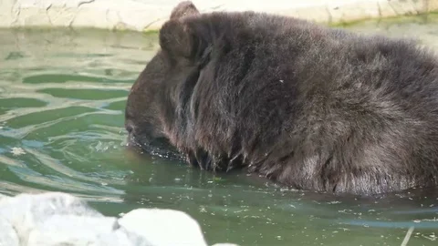 Brown bear in the water, slow motion Stock Footage 79535313