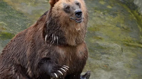 Brown bear waving and smiling Stock Footage 65067862