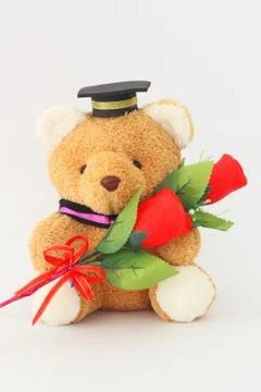 Brown bear wearing a graduation cap and red roses on a white background. Stock Photos