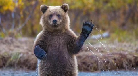 The brown bear welcomes, waves a paw Stock Photos