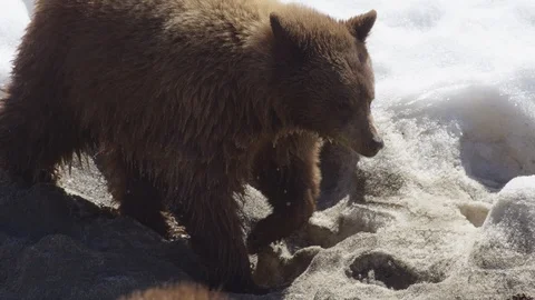 Brown bear wet walking through snow Stock Footage 106592939