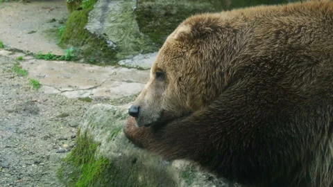 Brown Bear while is falling on sleep in relax time, wildife predator animals 4k Video stock 222643188