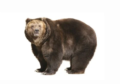 Brown bear on a white background. Stock Photos
