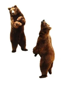 Brown bear on white. Stock Photos