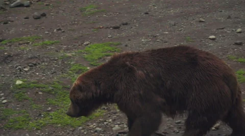 Brown Bear in the Wild Stock Footage 67385549