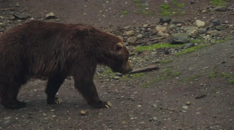 Brown Bear in the Wild Stock Footage 67385658