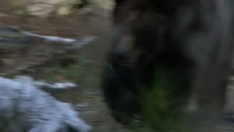 Brown bear in the wild Stock Footage 237508792