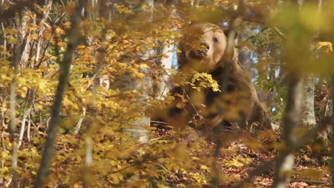 A brown bear in a wild forest on an autumn day. Stock Footage 168540291