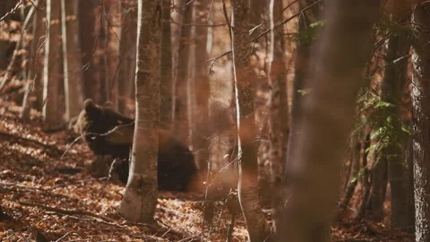 A brown bear in the wild forest. Stock Footage 168540285