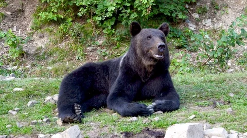 Brown bear in the wild looks at the camera. Stock Footage 119110778