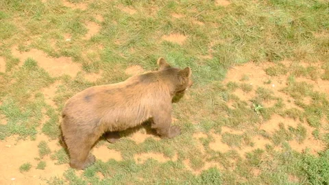 Brown bear  in wild nature. Bear that is found Eurasia and North America Stock Footage 142266137