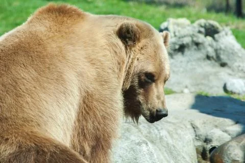 Brown bear in the wild Stock Photos