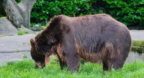 Brown bear in the wild Foto stock