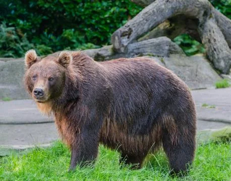 Brown bear in the wild Stock Photos