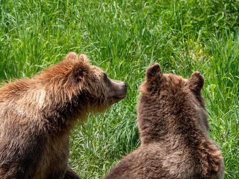 Brown bear in the wild Stock Photos