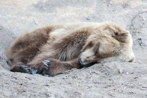 Brown bear in the wild in soft focus Stock Photos