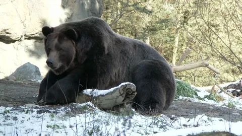 Brown bear in the wilderness Stock Footage 237508776