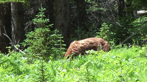 Brown Bear in Wilderness Stock Footage 308023123