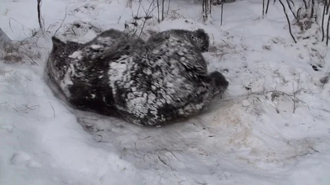 Brown bear in winte Vídeos de archivo 78545682