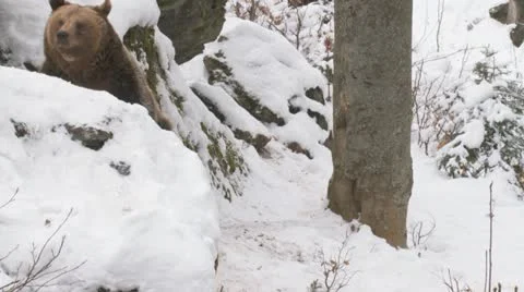 Brown bear in winter Video stock 21263645