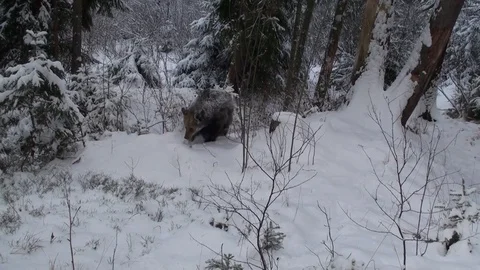 Brown bear  in winter Vidéo 78541618