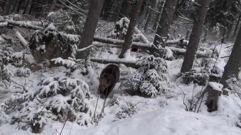 Brown bear in winter Vídeos de archivo 78551018