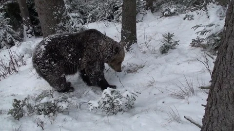 Brown bear in winter Vídeos de archivo 78606948