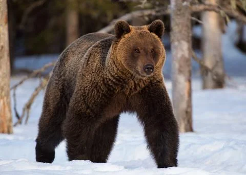 Brown bear in winter forest. Front view. Scientific name: Ursus Arctos. Natur Stock Photos