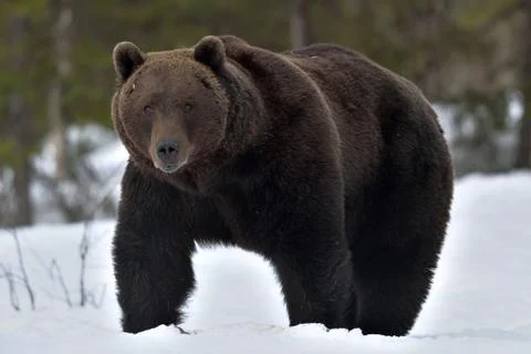 Brown bear in winter forest. Scientific name: Ursus Arctos. Natural Habitat. Stock Photos