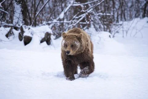 Brown bear in winter Stock Photos