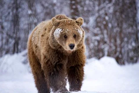 Brown bear in winter Stock Photos