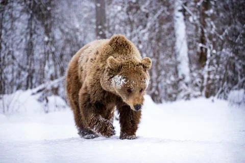 Brown bear in winter Stock Photos