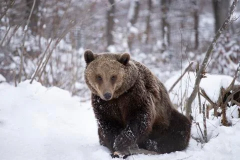 Brown bear in winter Foto stock
