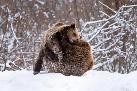Brown bear in winter Foto stock