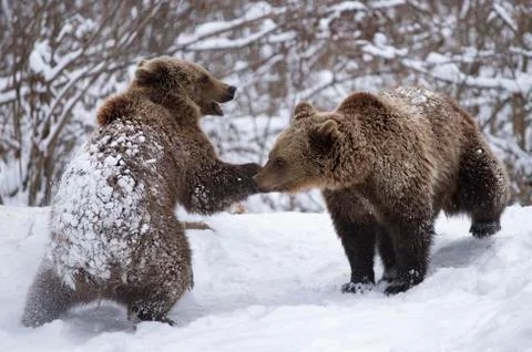 Brown bear in winter Stock Photos