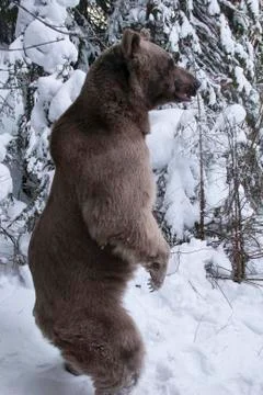 Brown bear in the woods in winter Stock-Fotos