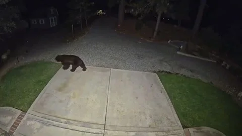 Brown Bear in yard startled by motion light Stock Footage 274767013