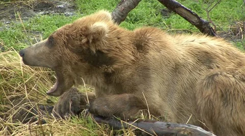 BROWN BEAR YAWN Video stock 20639251
