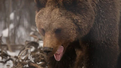 Brown bear yawns Stock Footage 24162465