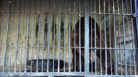 Brown Bear at the Zoo Stock Footage 103832801